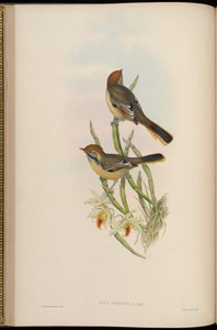 灰色の散髪= Minlaの散髪 作： John Gould